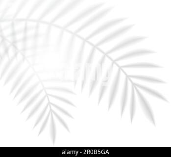 Vector Palm Leaf Shadow Casted On The Wall With Text Space. Stock Vector
