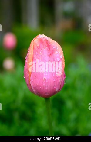 Beautiful single pink tulip isolated Stock Photo