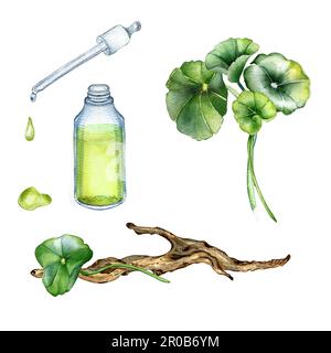 Centella asiatica, essential oils, wooden branch watercolor illustration isolated on white. Pennywort, gotu kola herbal plants, cola, driftwood hand d Stock Photo