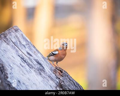 Common chaffinch sits on a tree. Beautiful songbird Common chaffinch in wildlife. The common chaffinch or simply the chaffinch, latin name Fringilla c Stock Photo