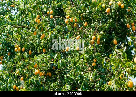 Plenty ripe marian plum fruits with green leaves hanging in the tree in summer season, low angle view, horizontal format. Stock Photo