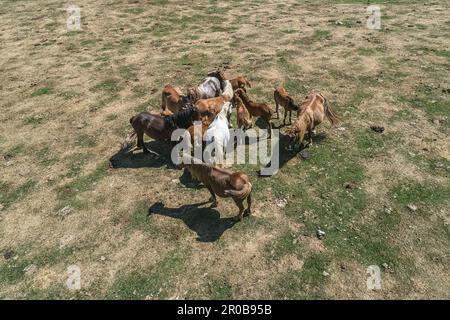 a herd of horses at rest on the karst plateaus of Campo della Pietra. Vallepietra, Lazio, Italy, Europe Stock Photo