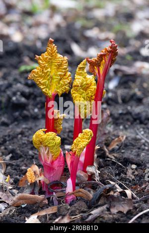 Forced young rhubarb growing in soil Stock Photo