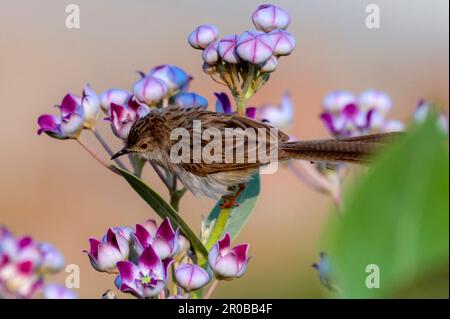 bird on the branch closeup, The plain prinia, also known as the plain wren-warbler or white-browed wren-warbler Stock Photo