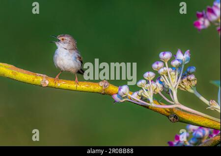 bird on the branch closeup, The plain prinia, also known as the plain wren-warbler or white-browed wren-warbler Stock Photo