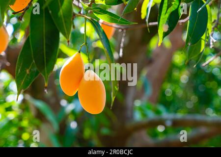Ripe marian plum fruits with green leaves hanging on the branch of tree in summer season, closeup, low angle view, horizontal format. Stock Photo