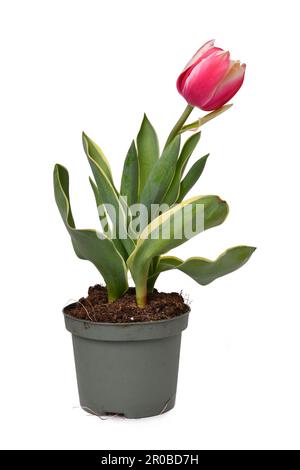 Pink 'Tulipa Red Sparks Toplips' tulip with pink color and white tips in flower pot on white background Stock Photo