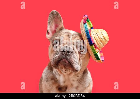 Funny merle French Bulldog dog with summer straw sombrero hat on pink background Stock Photo