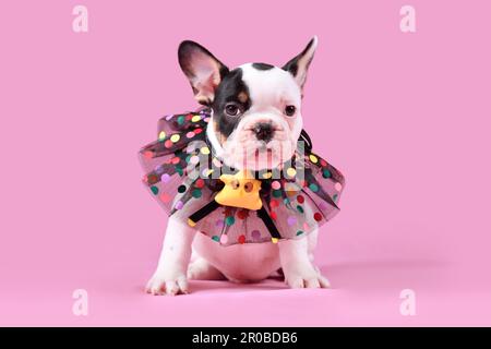 Tan pied French Bulldog dog puppy with lace collar sitting on pink background Stock Photo