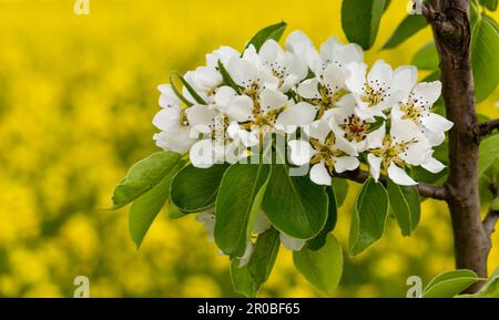 Apple blossom against a backdrop of yellow canola fields. Stock Photo