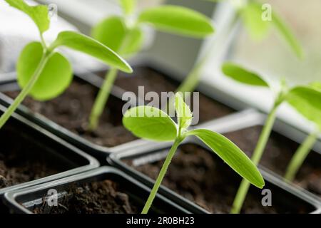 Cucumber plant seedlings in plastic containers in front of a window. Green sapling plants in a nursery plot. Home gardening concept. Stock Photo