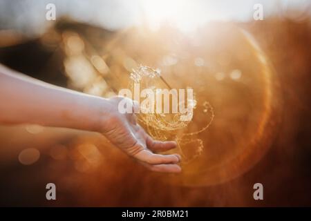 Hand reaching out to branch surrounded by light Stock Photo