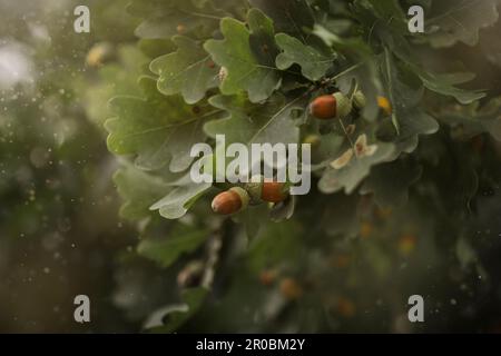 Close-up of acorns growing on oak tree with green leaves Stock Photo