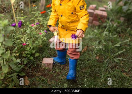 Boy in yellow raincoat and blue wellingtons picking purple aster Stock Photo