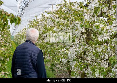 Cherry trees in full bloom in Germany. Farmer inspecting the orchard. Stock Photo