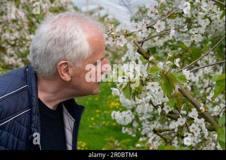 Cherry trees in full bloom in Germany. Farmer inspecting the orchard. Stock Photo