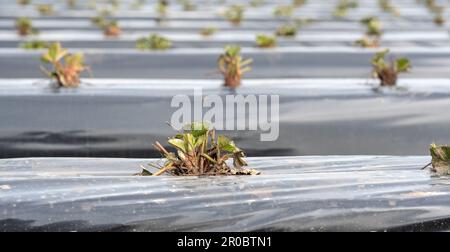 Strawberry field in Germany. Seedling placed on rows covered by a plastic tarp. Stock Photo