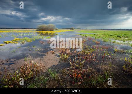 Dark rainy clouds over a wild wet meadow, Czulczyce, eastern Poland Stock Photo