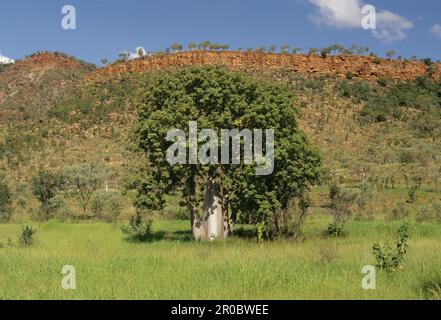 Adansonia gregorii, commonly known as the boab and also known by a number of other names, is a tree in the family Malvaceae, endemic to the northern r Stock Photo