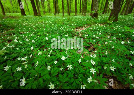 Green meadow with white anemones in the forest, eastern Poland Stock Photo