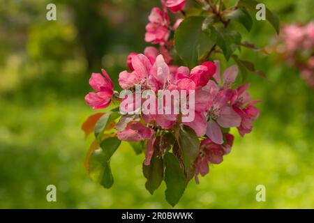 Apple Malus Rudolph tree, with dark pink blossoms in the blurred bokeh background. Spring. Abstract floral pattern. Stock Photo