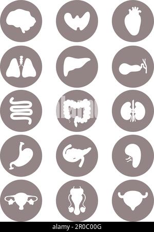 Collection medical organs silhouettes. Human internal organs. vector ...