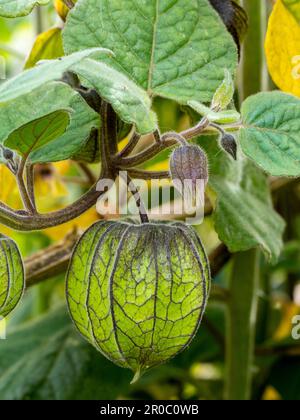 detail of Cape gooseberry or goldenberry fruit (Physalis peruviana) with blurred background - Physalis plant Stock Photo