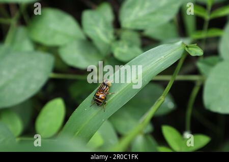 High angle view of a Spotted eye Syrphid fly (Eristalinus Arvorum), this hoverfly is perched on the surface of a grass leaf Stock Photo