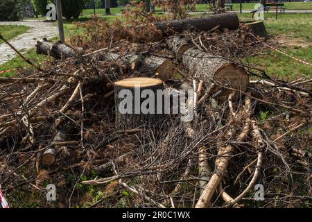 Tress (larches) cut down because they were sick or died due to the summer drought Stock Photo