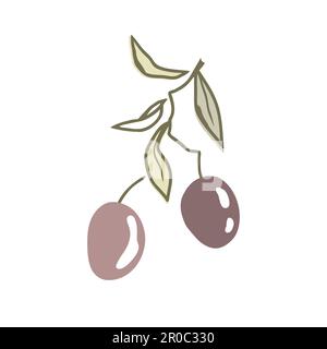 Olive Branch with two fruits and leaves, doodle hand drawn style. Vector isolated Illustration, premium olive oil logo Stock Vector