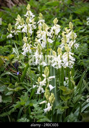 A clump of white bells growing on a verge Stock Photo