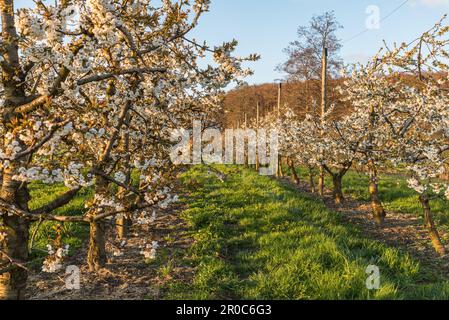 Orchard of blooming cherry trees (Prunus avium) in evening light, Herdern, Canton Thurgau, Switzerland Stock Photo