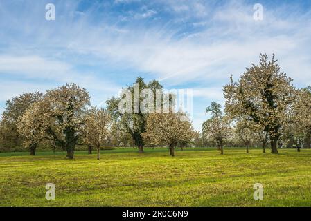 Blooming cherry tree garden (Prunus avium) in spring, Roggwil, Canton Thurgau, Switzerland Stock Photo
