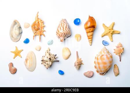 Seashells collection on white background above view. Seashells, stone and star top view set. Stock Photo