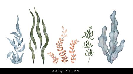 Blue and green seaweed algae leaves, kelp. Underwater plant. Hand drawn watercolor illustration. Marine design elements for print, label, packaging Stock Photo