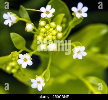 Samolus valerandi, Thin Leaf Brookweed Flower Stock Photo