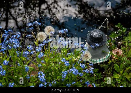 Garden gnome fishing beside a pond covered with forget-me-nots and  dandelion clocks Stock Photo