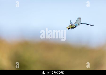 Emperor Dragonfly; Anax imperator; Male; in Flight; UK Stock Photo