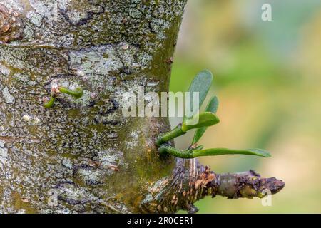 Sprouting Mistletoe Young plants sprouting leaves in the early stages of growth. Picture by ...