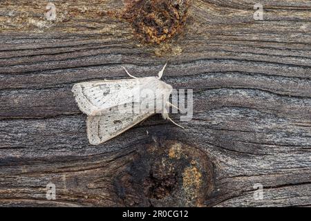 Powdered Quaker Moth; Orthosia gracilis; on Wood; UK Stock Photo