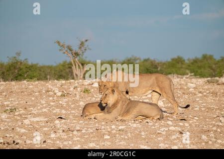 A pride of lions in the wild. Photographed at Etosha National Park Namibia Stock Photo