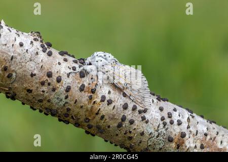 Puss Moth; Cerura vinula; On Branch; UK Stock Photo
