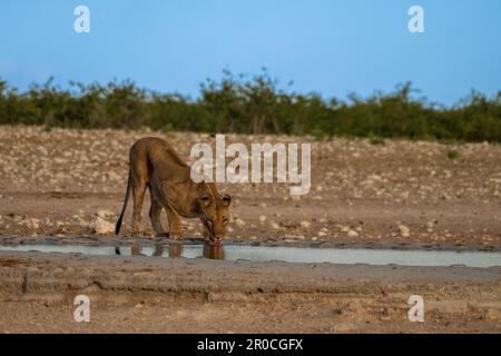 A pride of lions in the wild. Photographed at Etosha National Park Namibia Stock Photo
