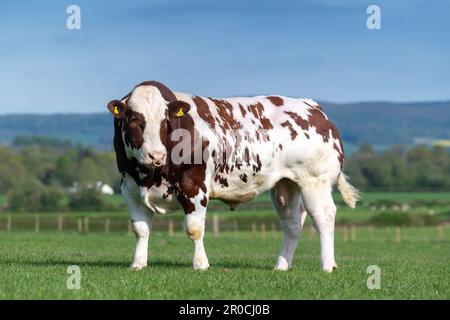 British Blue bull in field, Hereford. British Blues are a double muscled beef breed originating from Belgium. Stock Photo