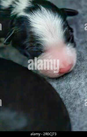 Week old Border Collie Puppies Stock Photo