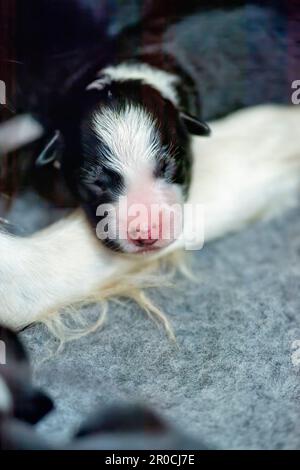 Week old Border Collie Puppies Stock Photo