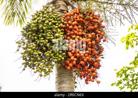 Fairchild Tropical Botanic Garden, Miami, Florida - Borassus aethiopum, a socio-economic important agroforestry palm in Africa. Stock Photo