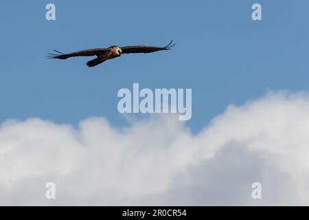 Bearded vulture (Gypaetus barbatus) flying, Giant's Castle game reserve, KwaZulu-Natal, South Africa Stock Photo