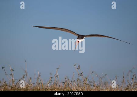 African skimmer (Rynchops flavirostris), Chobe national park, Botswana Stock Photo