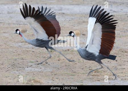 Grey crowned crane (Balearica regulorum), Amboseli national park, Kenya Stock Photo